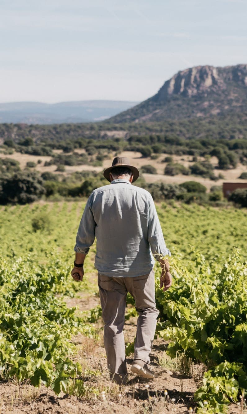 Farmer in a straw hat walking through vineyard rows
