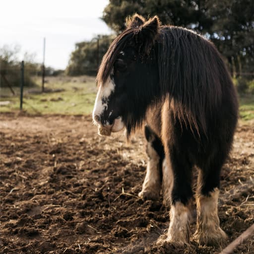 Visit Donkey Business with Madrid Wine Country
