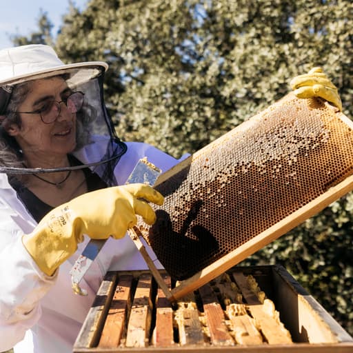 Visit Oso Mayor Honey with Madrid Wine Country