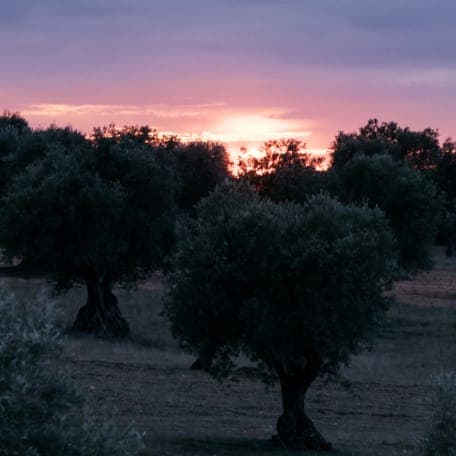 olive oils trees madrid