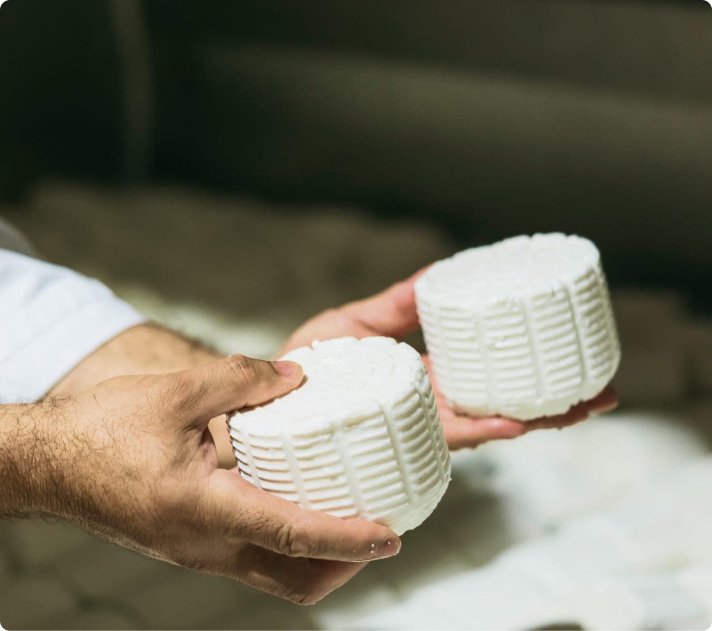 Hands holding fresh handmade cheese wheels