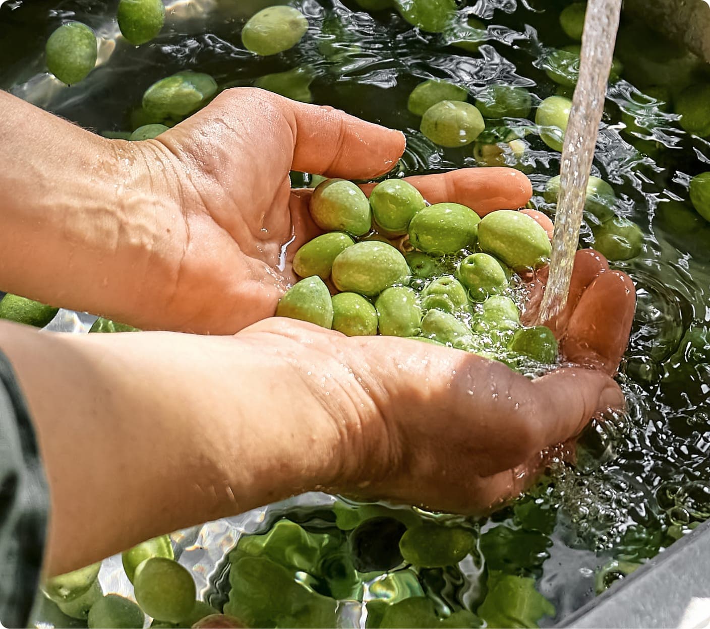 Hands rinsing fresh green olives under water