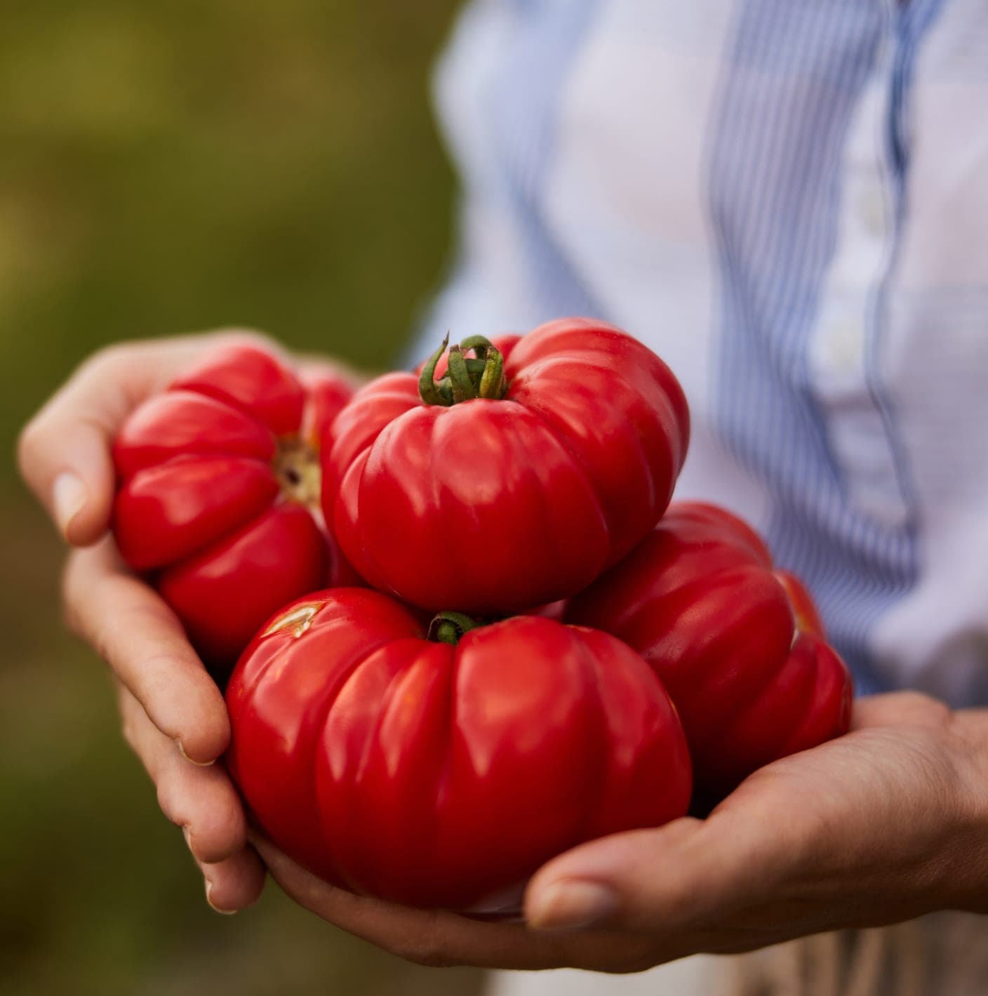 Hands holding freshly picked ripe tomatoes near Madrid