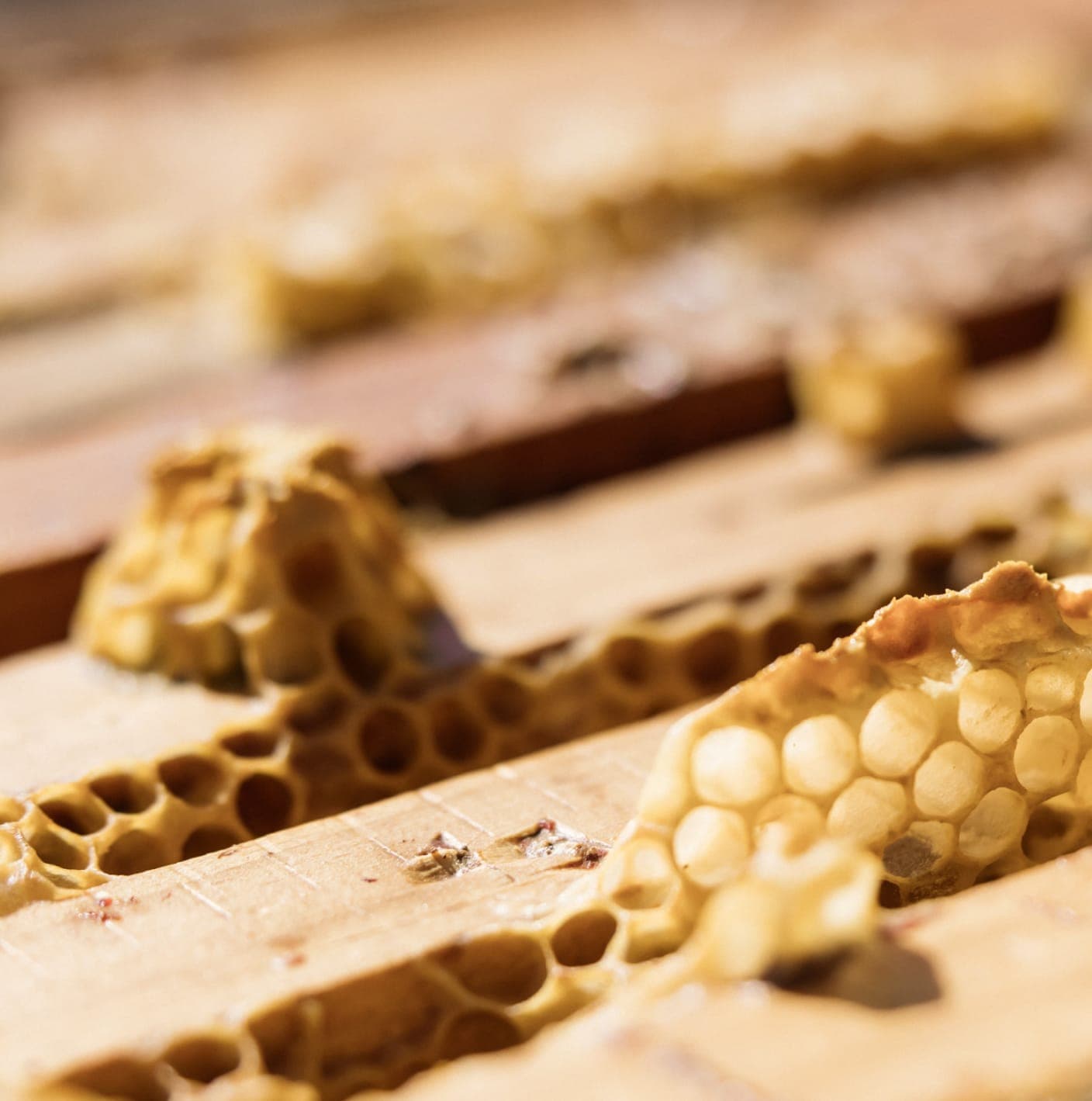 Close-up of golden honeycomb on a wooden frame