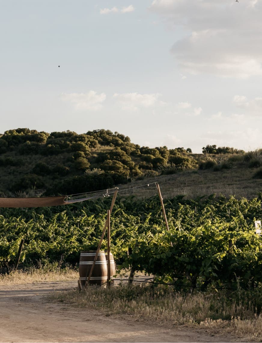 Vineyard rows beside hills at sunset