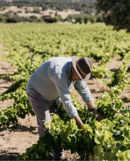 Farmer tending vines on a Madrid wine tour route