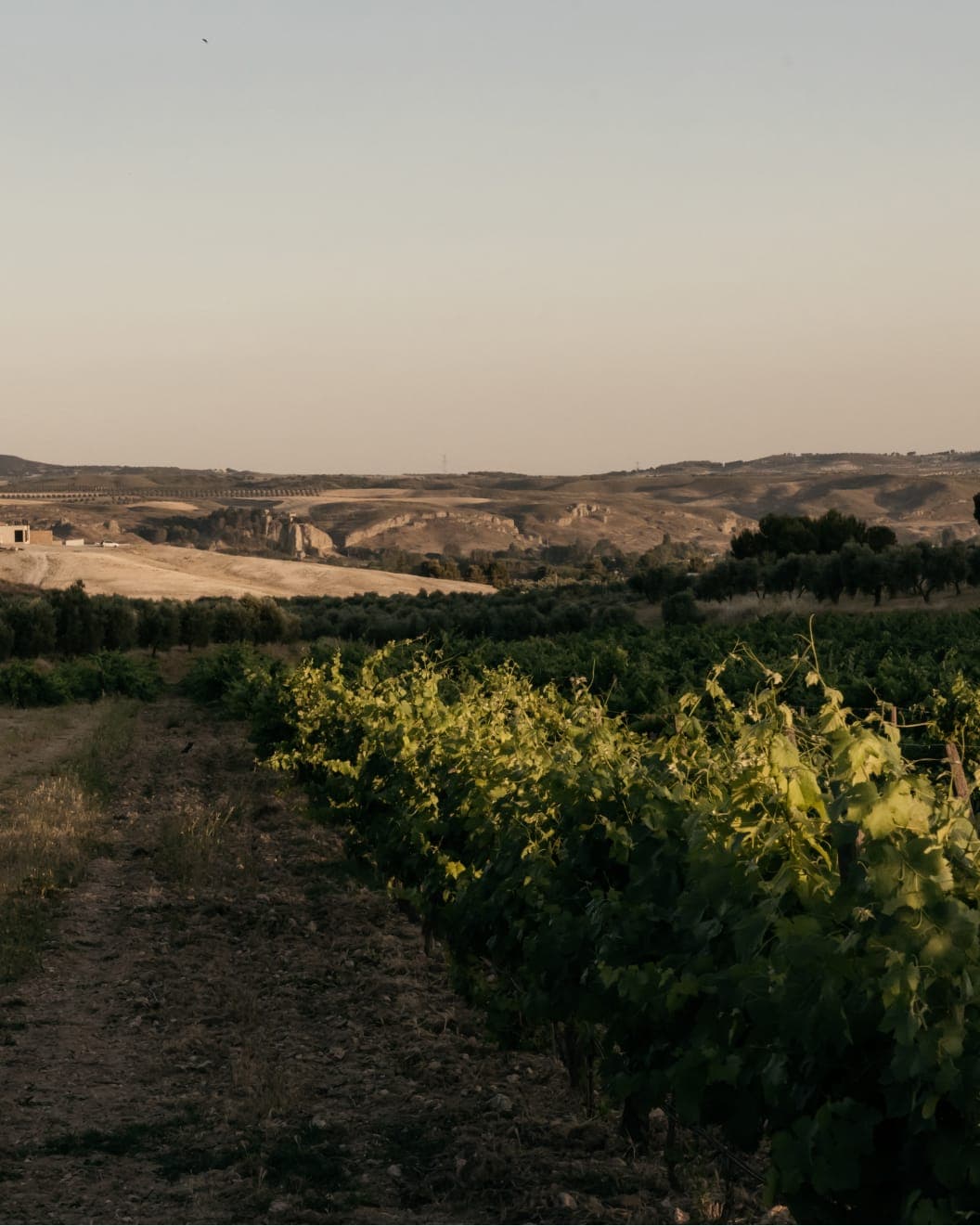 Madrid vineyards stretching toward hills at dusk
