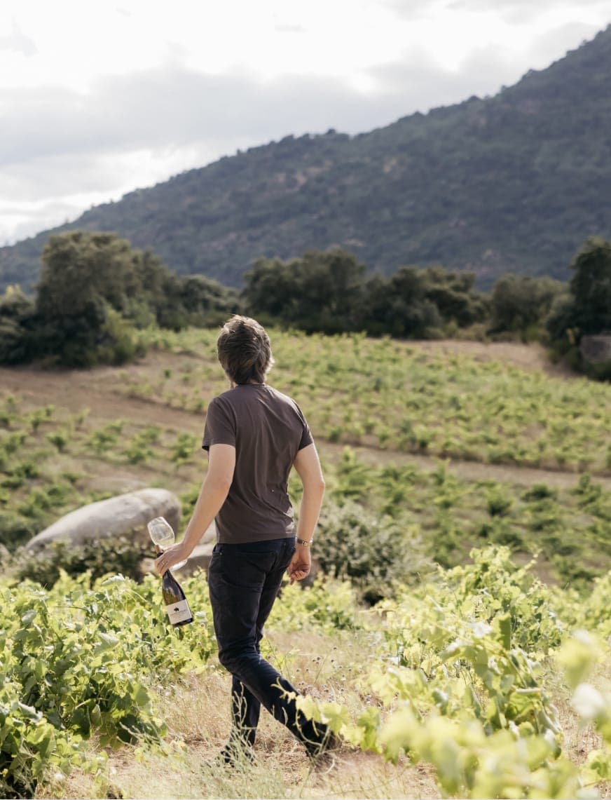 Hombre caminando entre viñedos con su perro