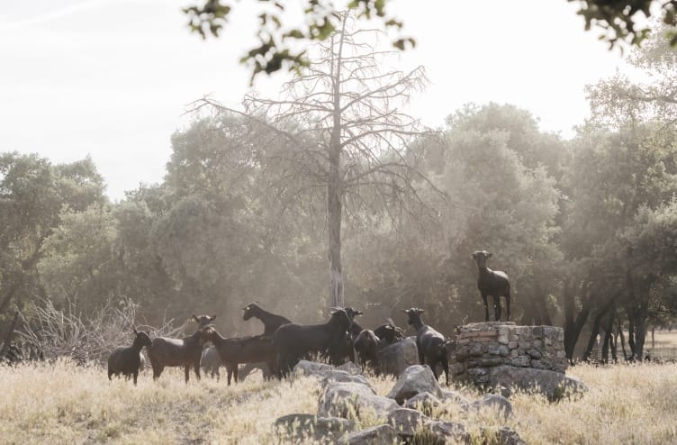 Suerte Ampanera goat herd grazing, Madrid wine country
