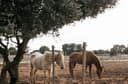 Donkey Business