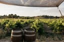Bodegas Val Azul